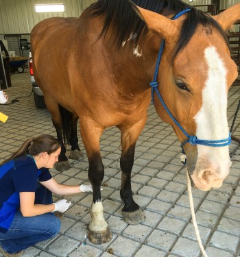 colorado equine vet