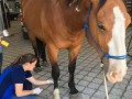 equine vet 02