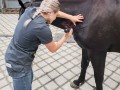 equine vet 06