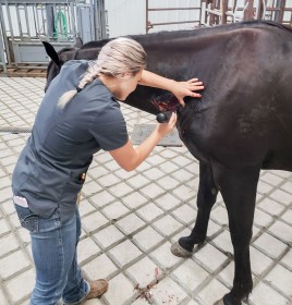 equine vet 06