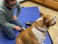 DOG Acupuncture 2