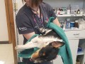 colorado veterinary hospital 07