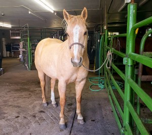 colorado veterinary hospital 21