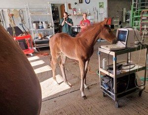 colorado veterinary hospital 26