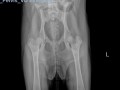 dog pelvis radiograph