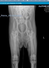 dog pelvis radiograph