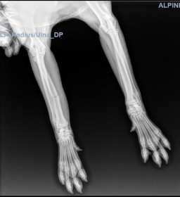 dog radiograph