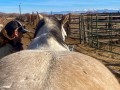 equine Acupuncture 1