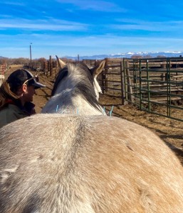 equine Acupuncture 1