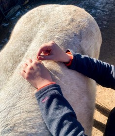 equine Acupuncture 2