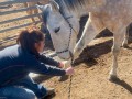 equine Acupuncture 3