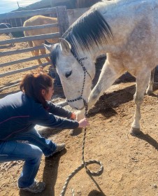 equine Acupuncture 3