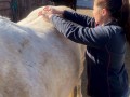 equine Acupuncture 4