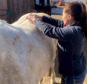 equine Acupuncture 4