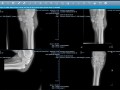 equine radiograph