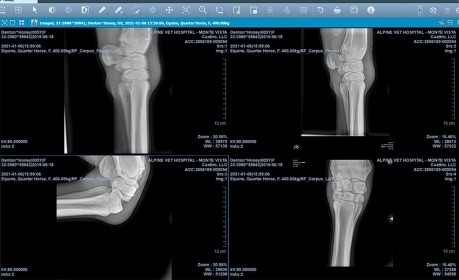 equine radiograph